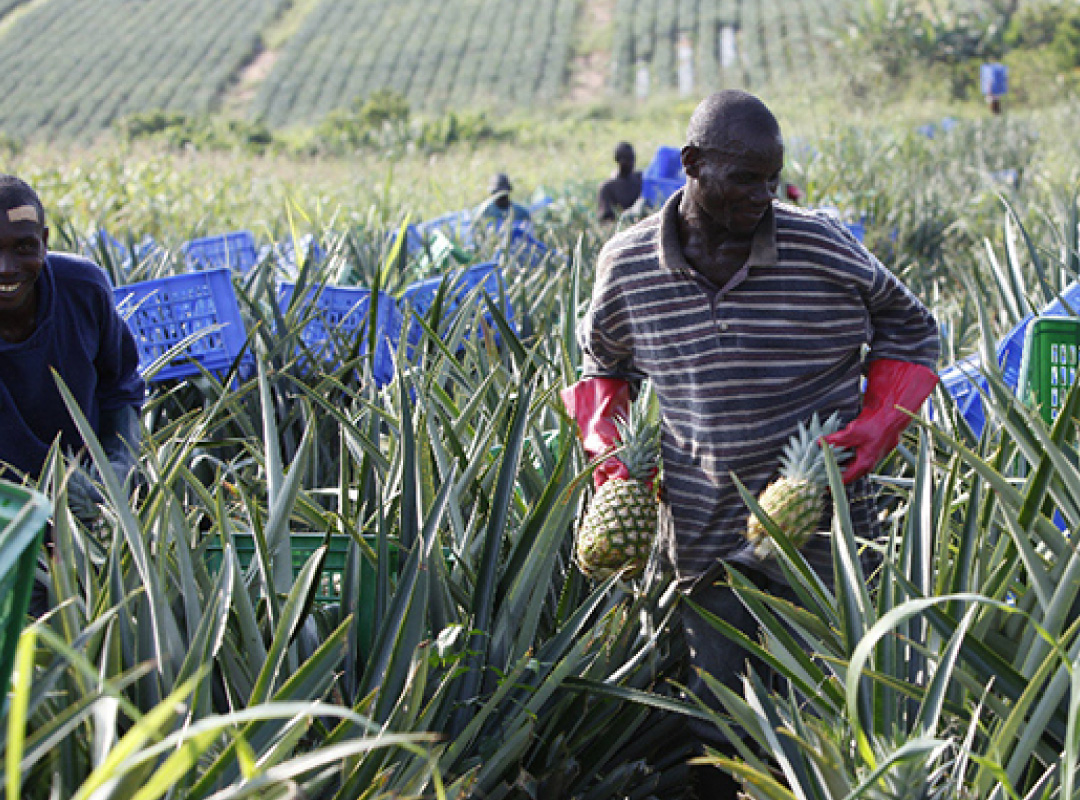 1D1F Ekumfi Pineapple Processing Facility - Ekumfi Fruits & Juices Limited / Ministry of Trade & Industry